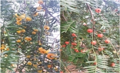 学院发现、考察安徽省首株变异红豆杉品种-----黄豆杉